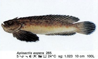 Aploactis aspera